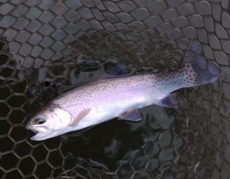 すれていない魚を探せ！ 大安トラウトレイク